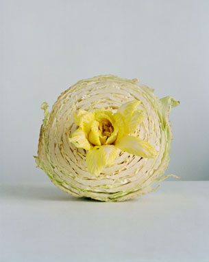 CabbageFlower1